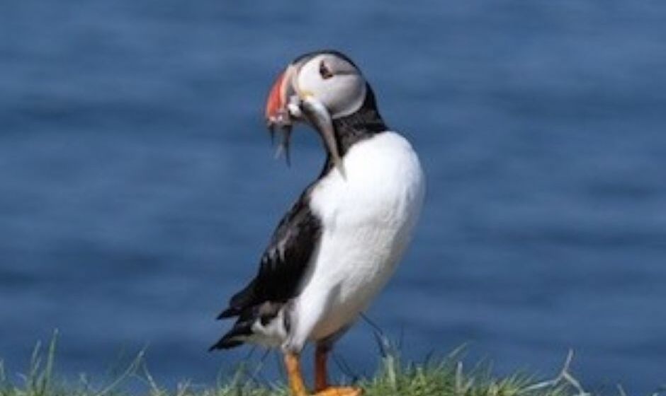 puffin photo 