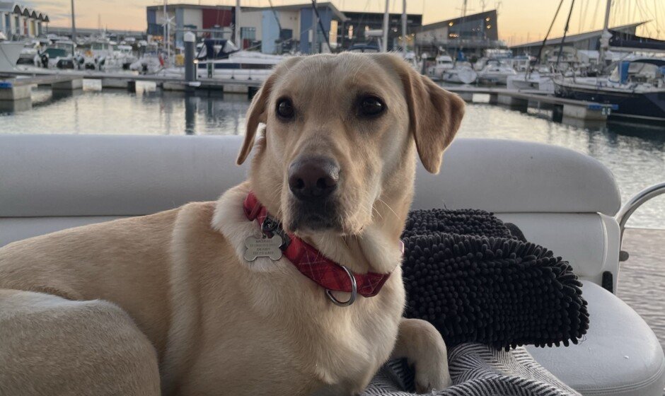 Maisie Dog 