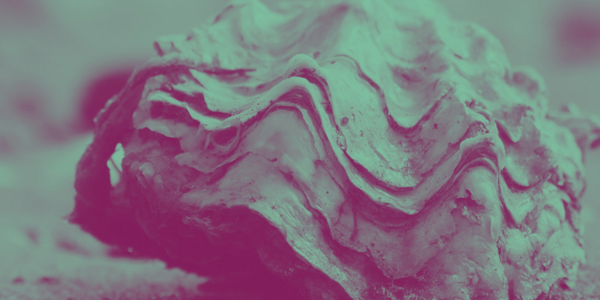 Oyster nurseries at Bangor Marina boatfolk