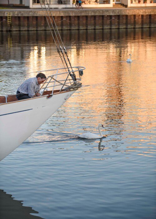 Bow of boat with swan at Portishead marina 