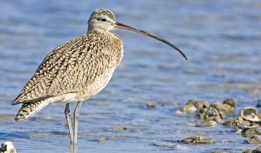 Curlew   natures pics 