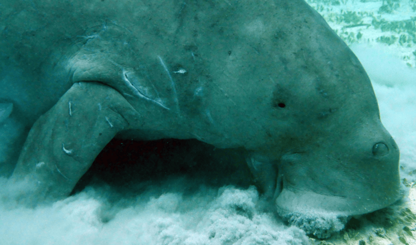 Dugong 