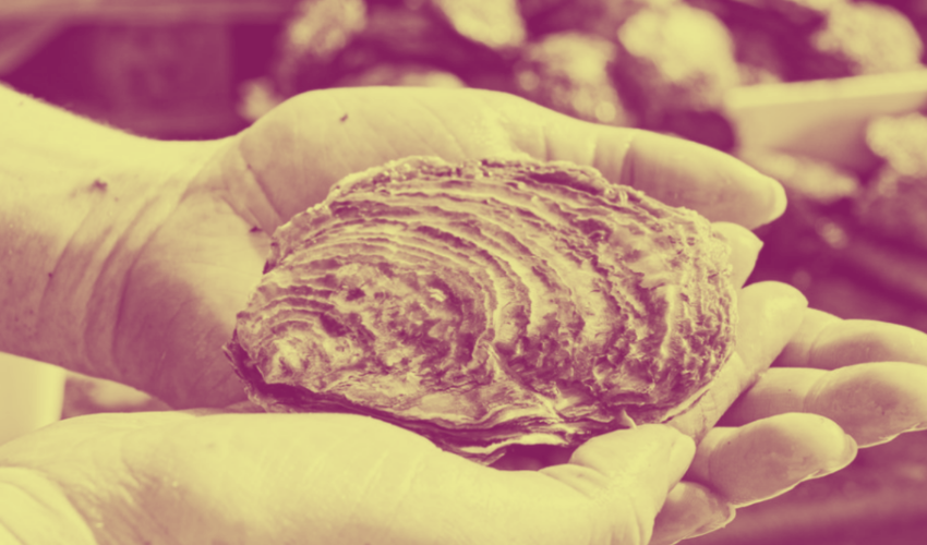Oyster web Image 