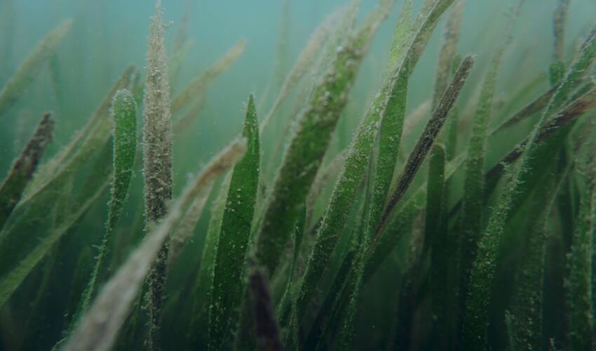 underwater photograph of seagrass