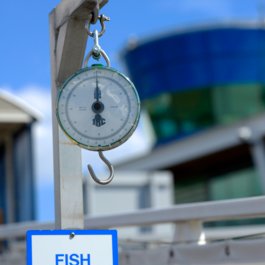 Royal Quays fish scales