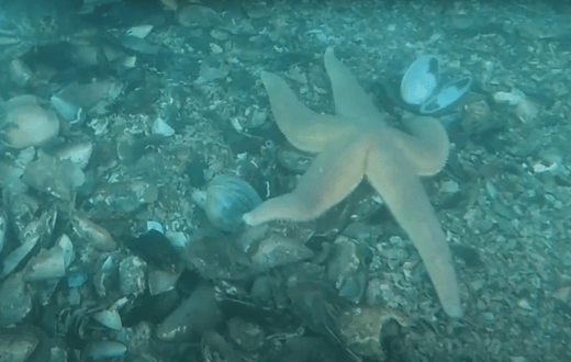Bangor underwater camera 