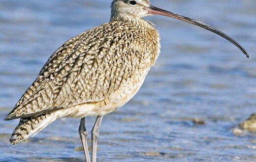 Curlew   natures pics (2) 