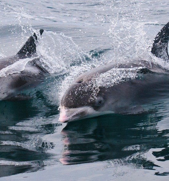 dolphins jfk two 