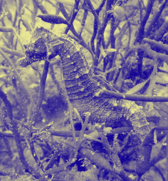 Seahorse trust (2) 