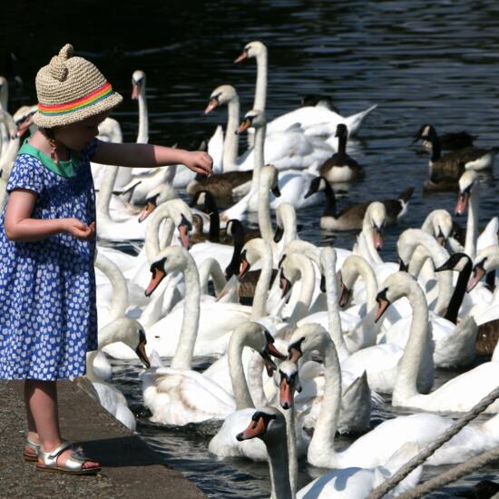 feeding the swans at Comeston Country Park