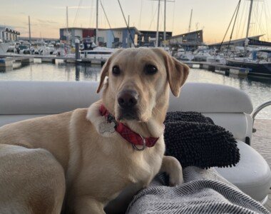Maisie Dog 